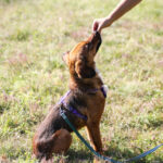 20251101-fotos-dario-10