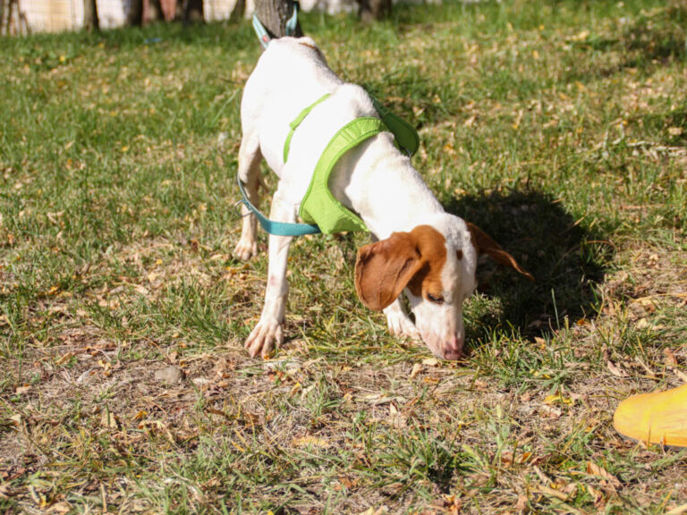 20251101-fotos-fico-19