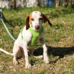 20251101-fotos-fico-21