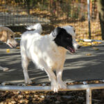 20251101-fotos-pupin-01
