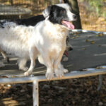 20251101-fotos-pupin-02