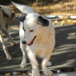 20251101-fotos-pupin-03