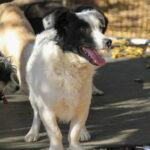 20251101-fotos-pupin-04