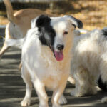 20251101-fotos-pupin-05