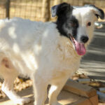 20251101-fotos-pupin-06