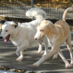 20251101-fotos-pupin-07