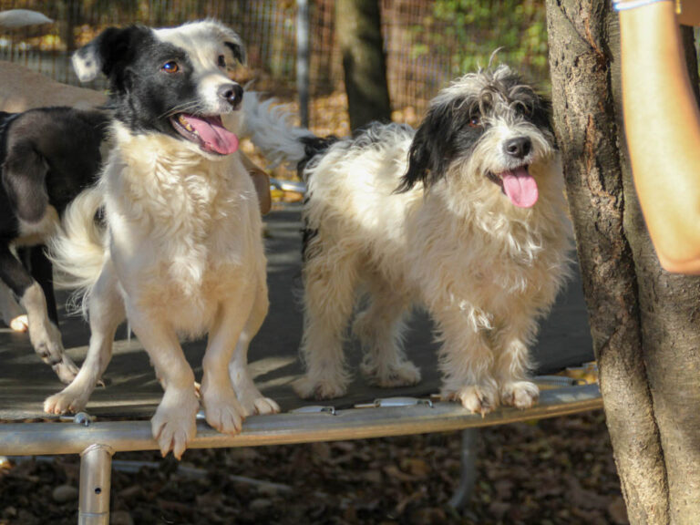 20251101-fotos-pupin-11