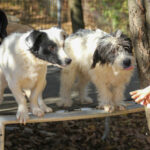 20251101-fotos-pupin-12
