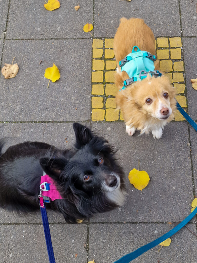 20251104-fotos-chia-4