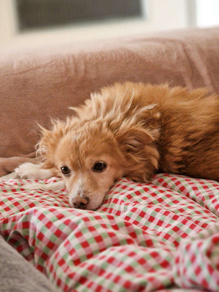 20251104-fotos-chia-6