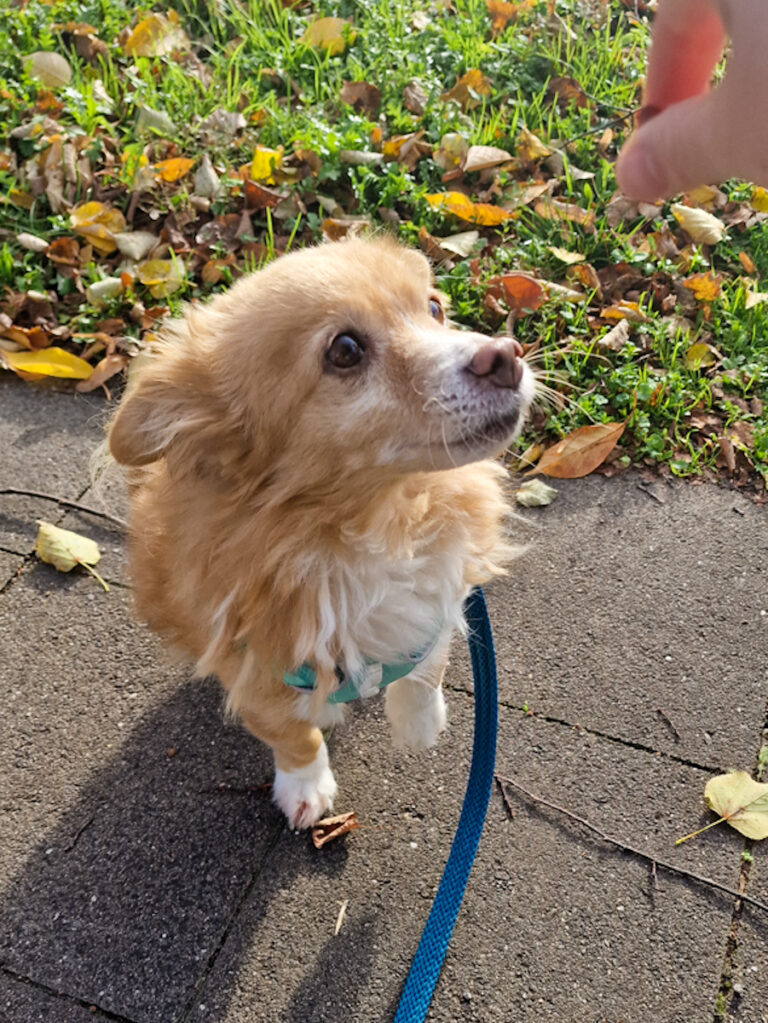 20251106-fotos-chia-3