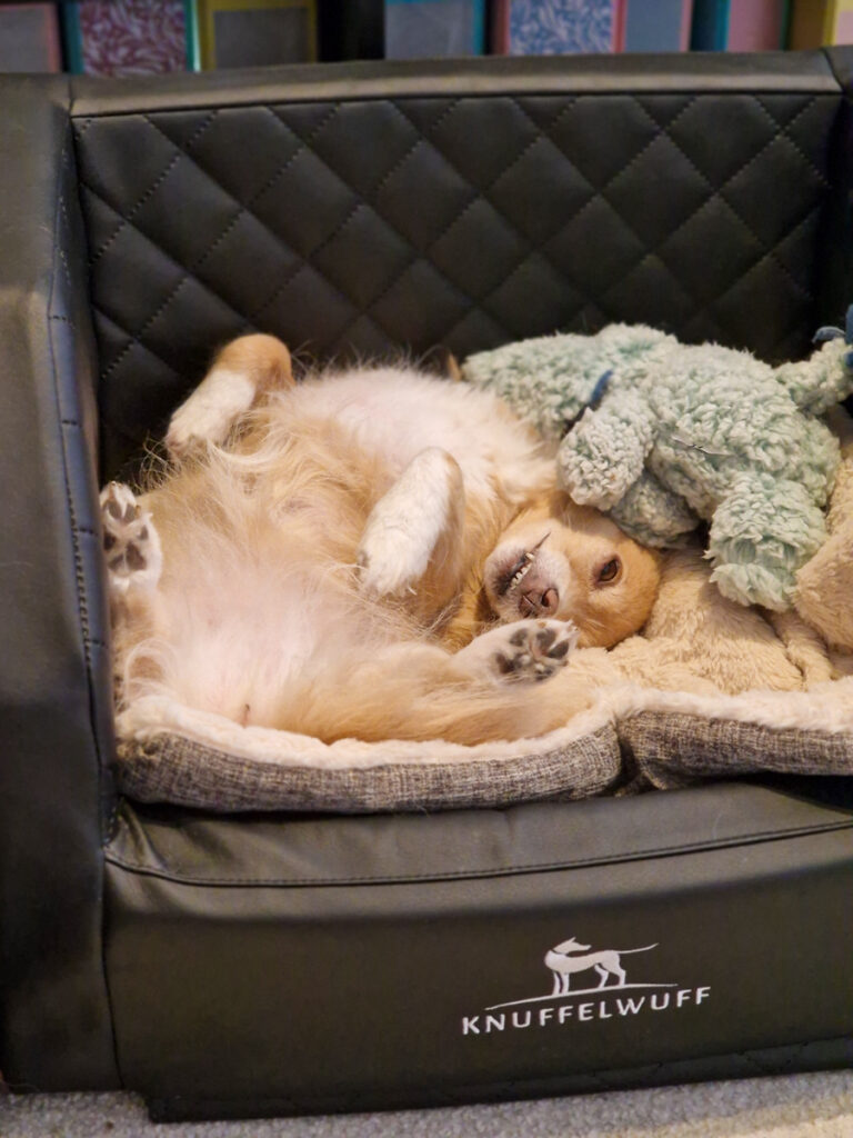 20251110-fotos-chia-2