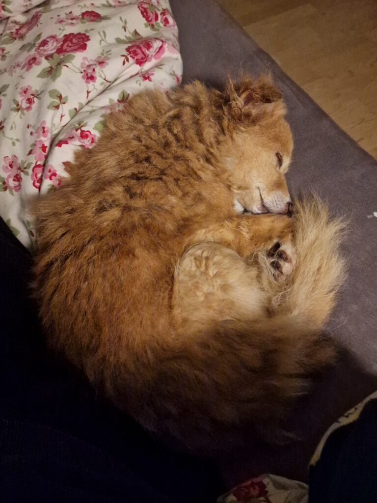 20251110-fotos-chia-4