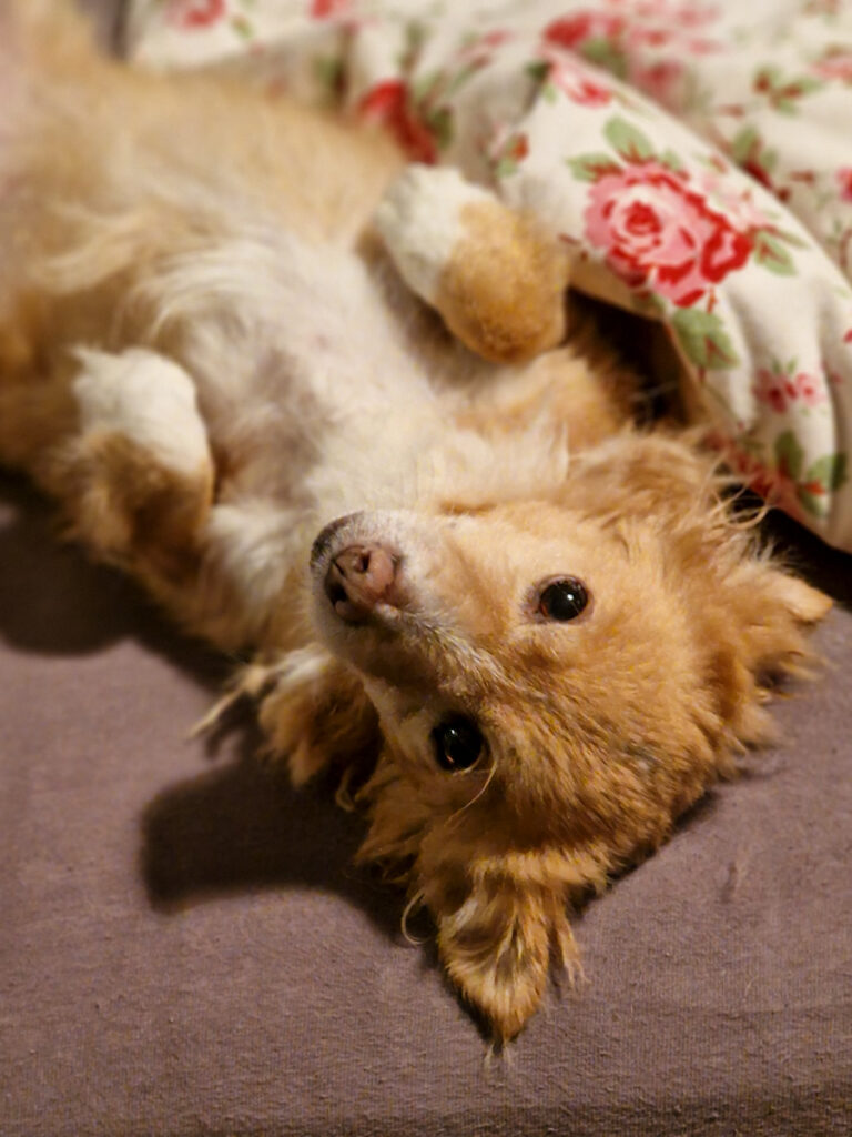 20251110-fotos-chia-5