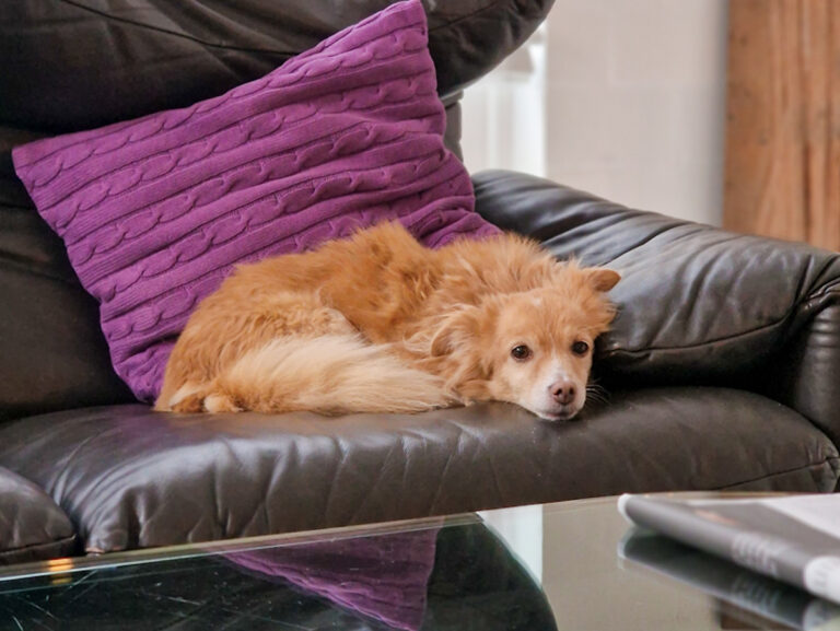 20251110-fotos-chia-6