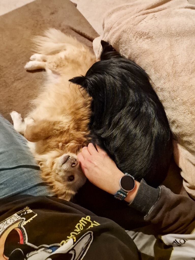 20251110-fotos-chia-7