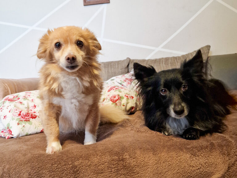 20251115-fotos-chia-2