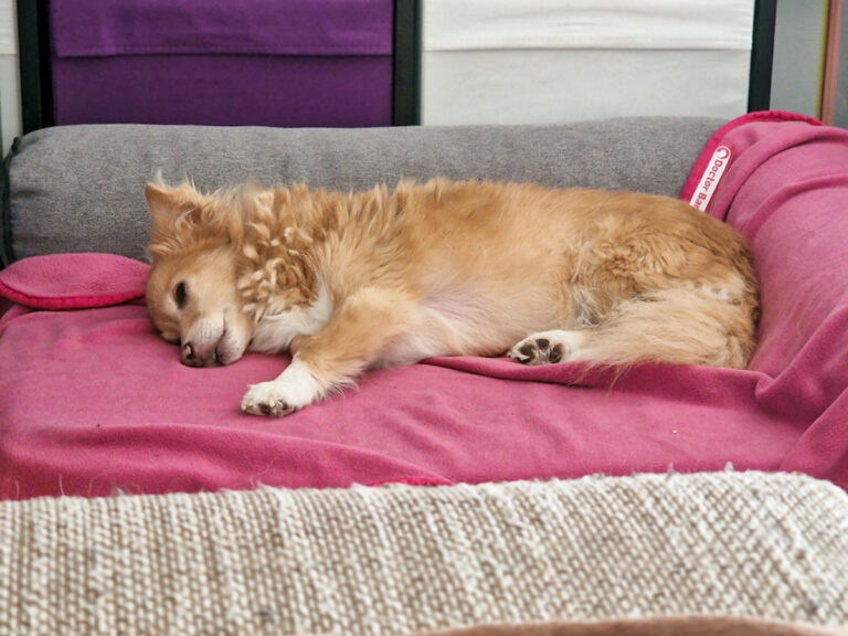 20251115-fotos-chia-3