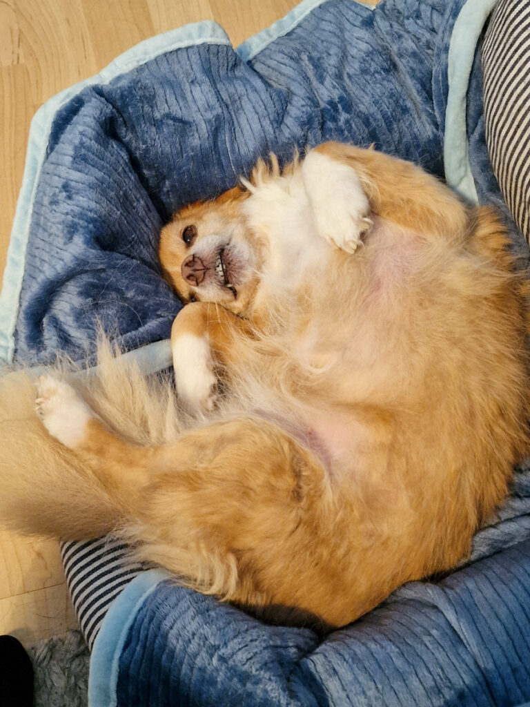 20251115-fotos-chia-6