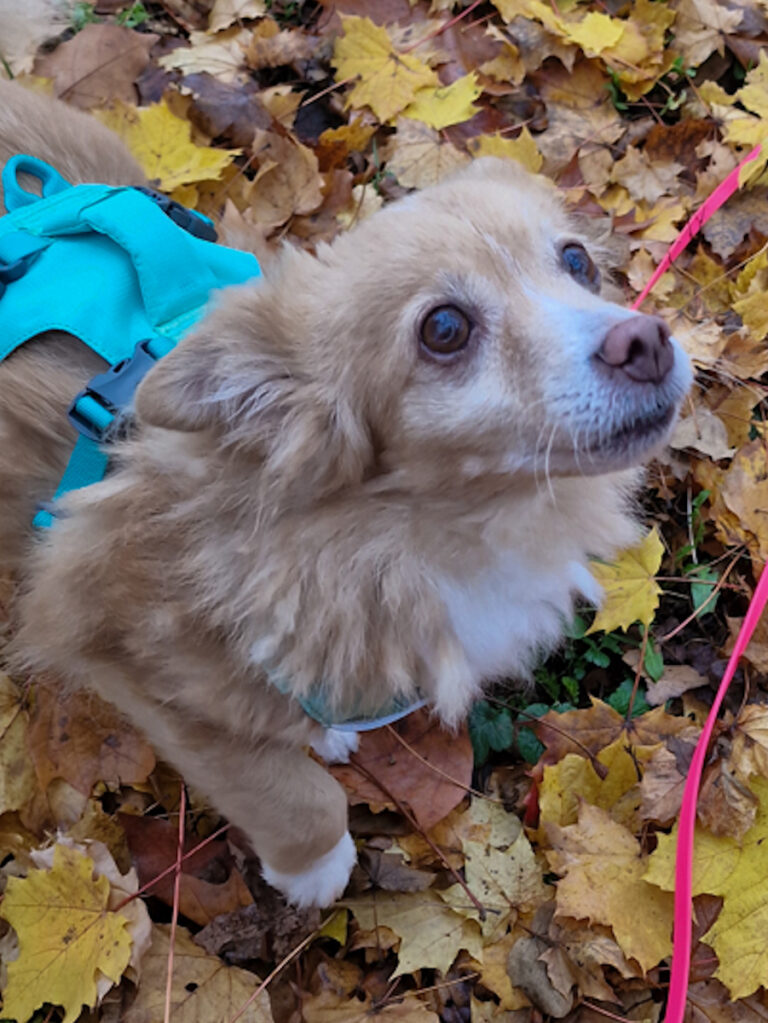 20251116-fotos-chia-02