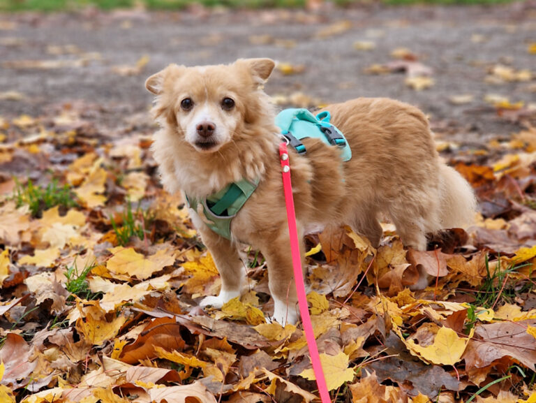 20251116-fotos-chia-06