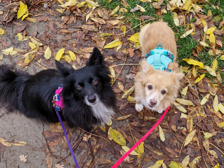 20251116-fotos-chia-07