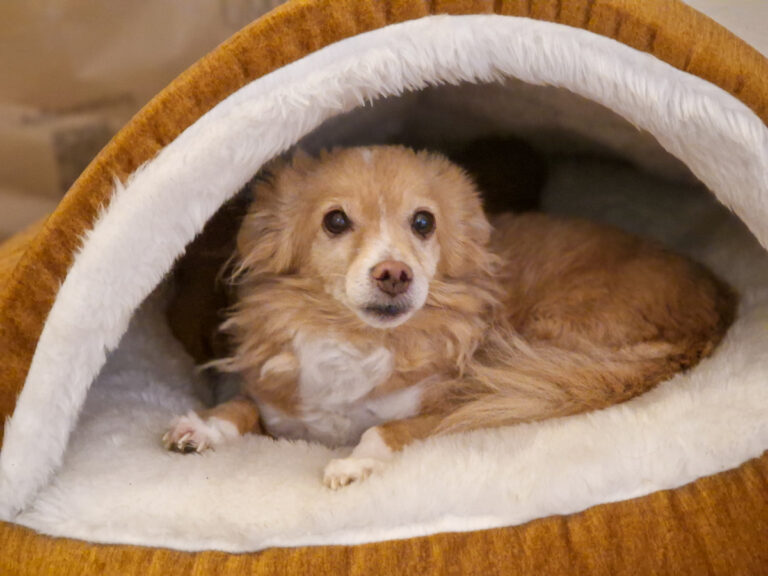 20251117-fotos-chia-2