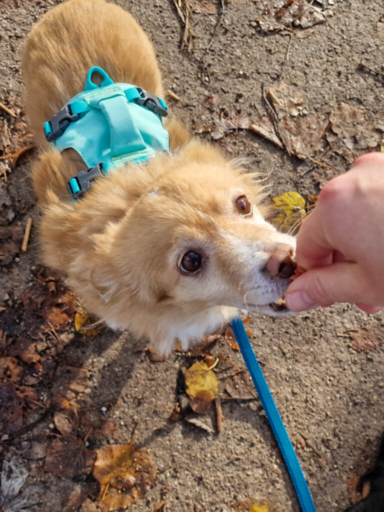 20251117-fotos-chia-4