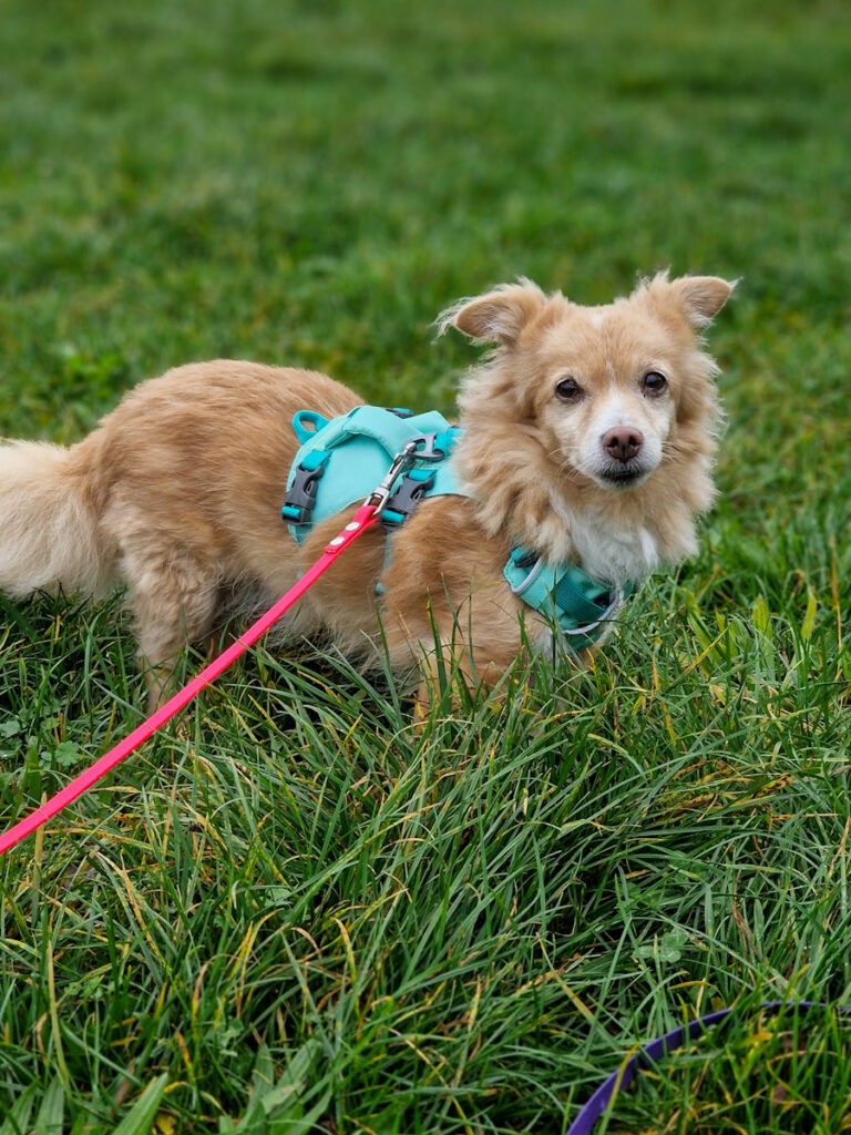 20251117-fotos-chia-9