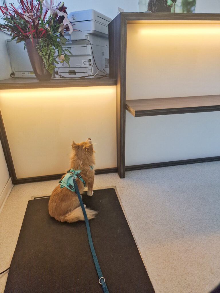 20251121-fotos-chia-3