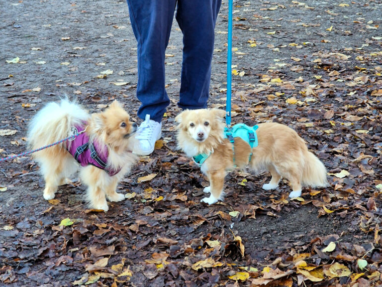 20251121-fotos-chia-5