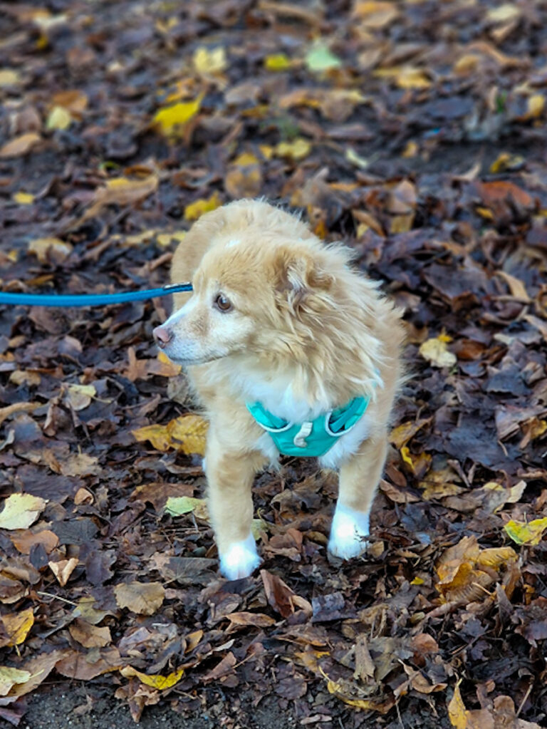 20251121-fotos-chia-6