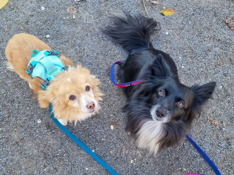 20251122-fotos-chia-1