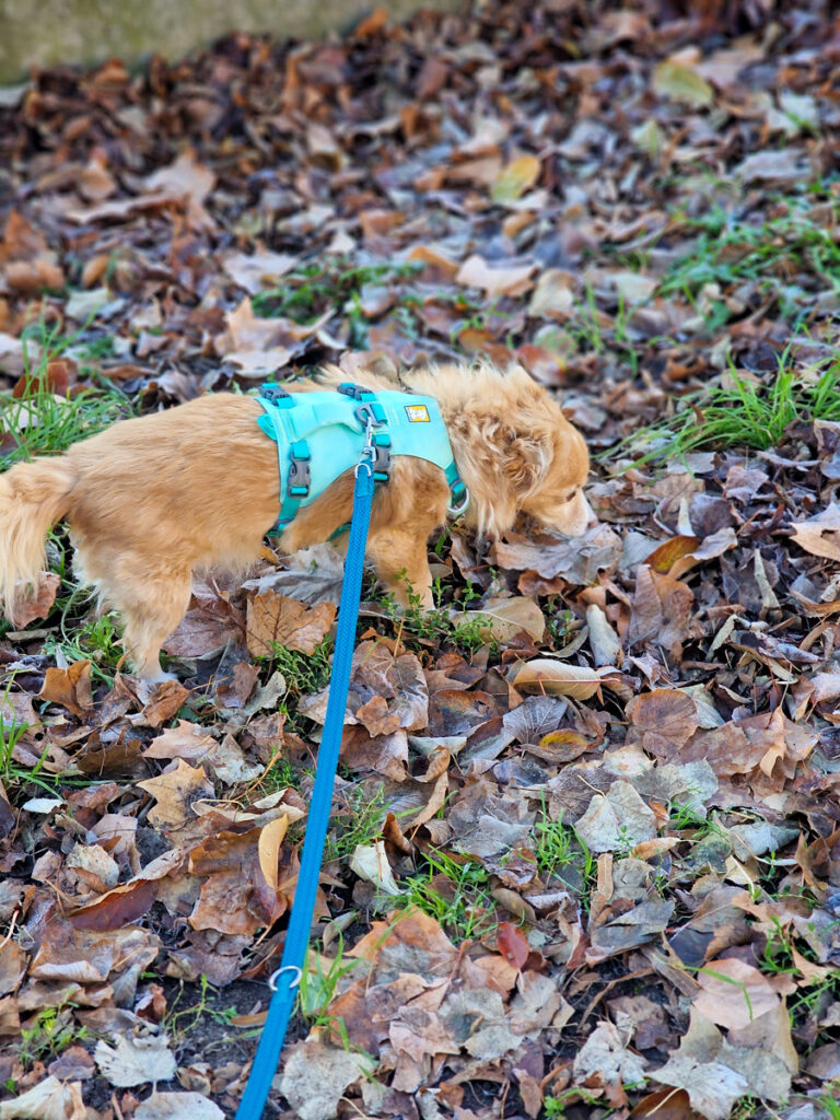 20251122-fotos-chia-2