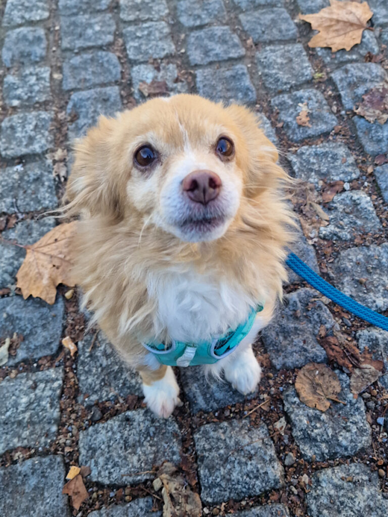 20251122-fotos-chia-3