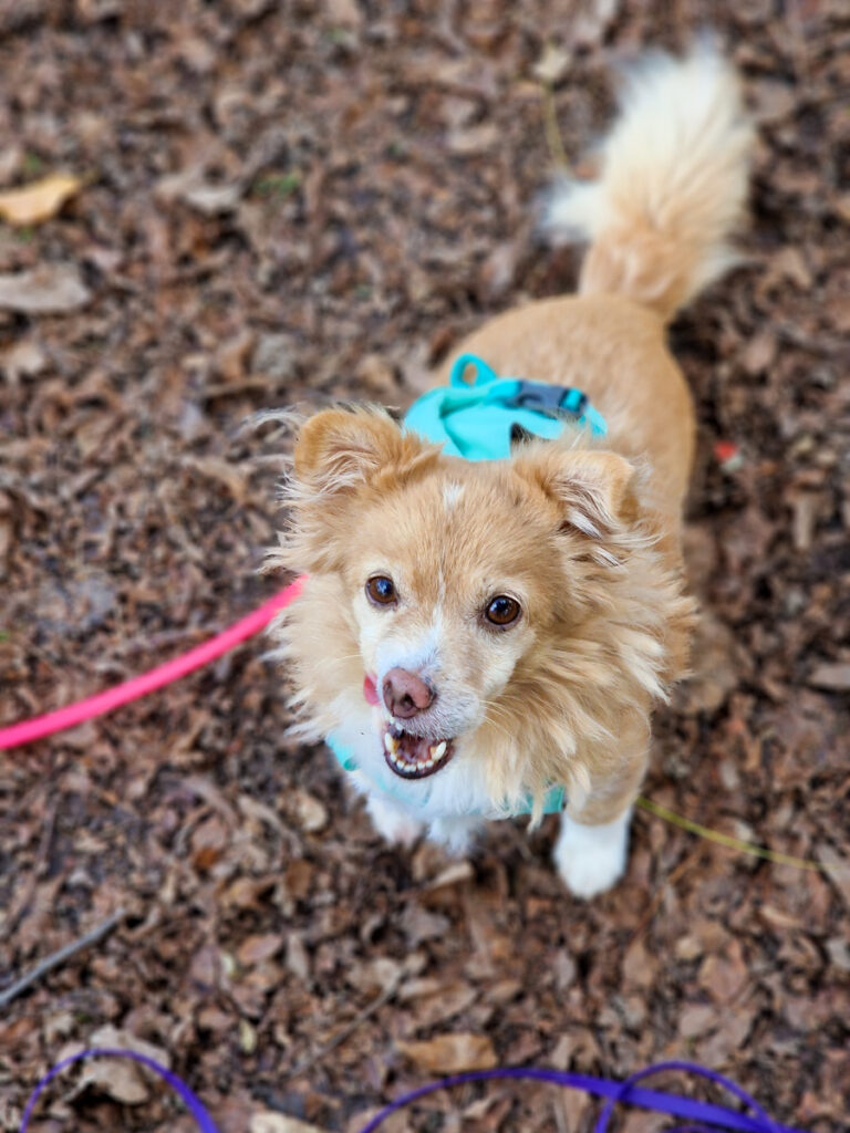 20251118-fotos-chia-2