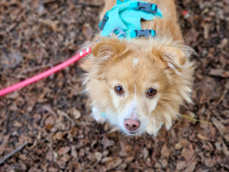 20251118-fotos-chia-4