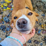 20251126-fotos-bark-1