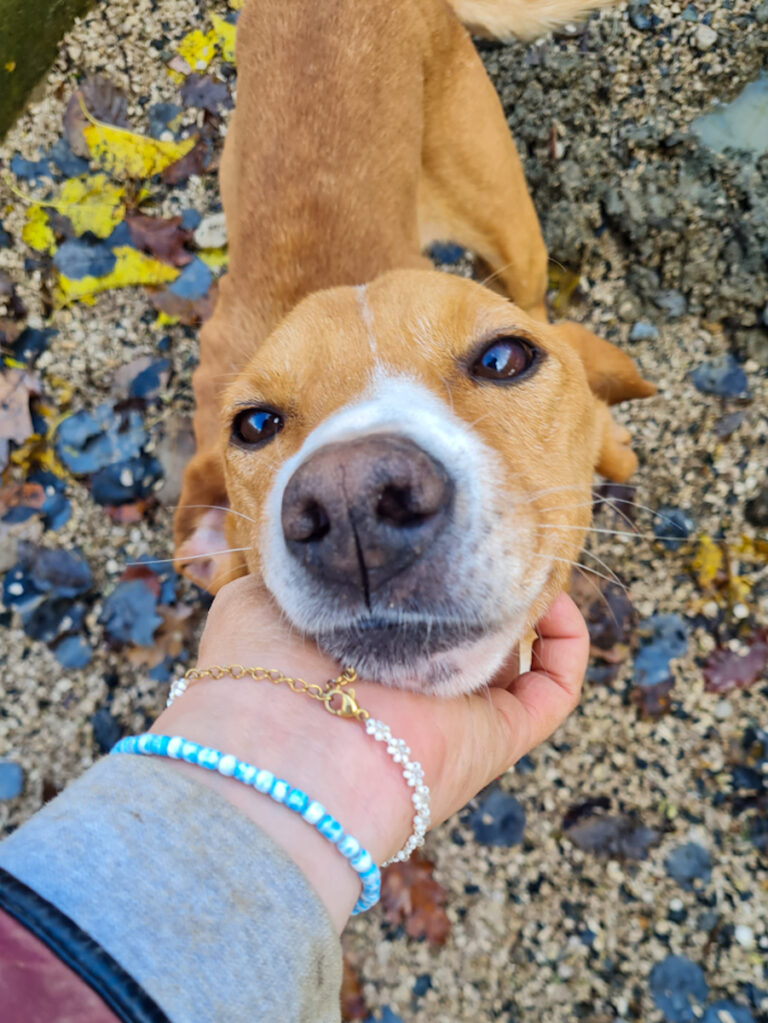 20251126-fotos-bark-1