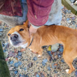 20251126-fotos-bark-3