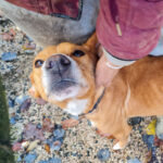 20251126-fotos-bark-5