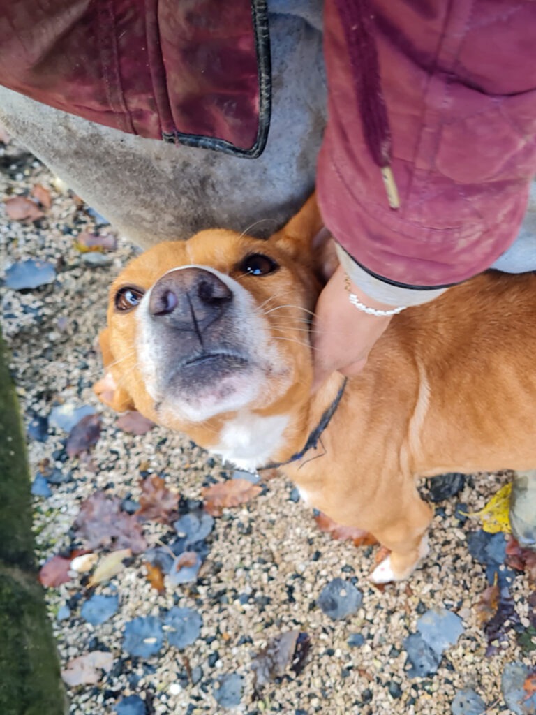 20251126-fotos-bark-5