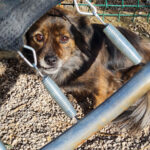 20251126-fotos-emilija-3