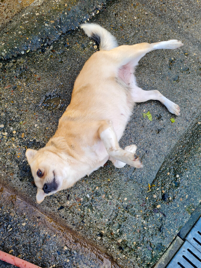 20251126-fotos-inessa-4