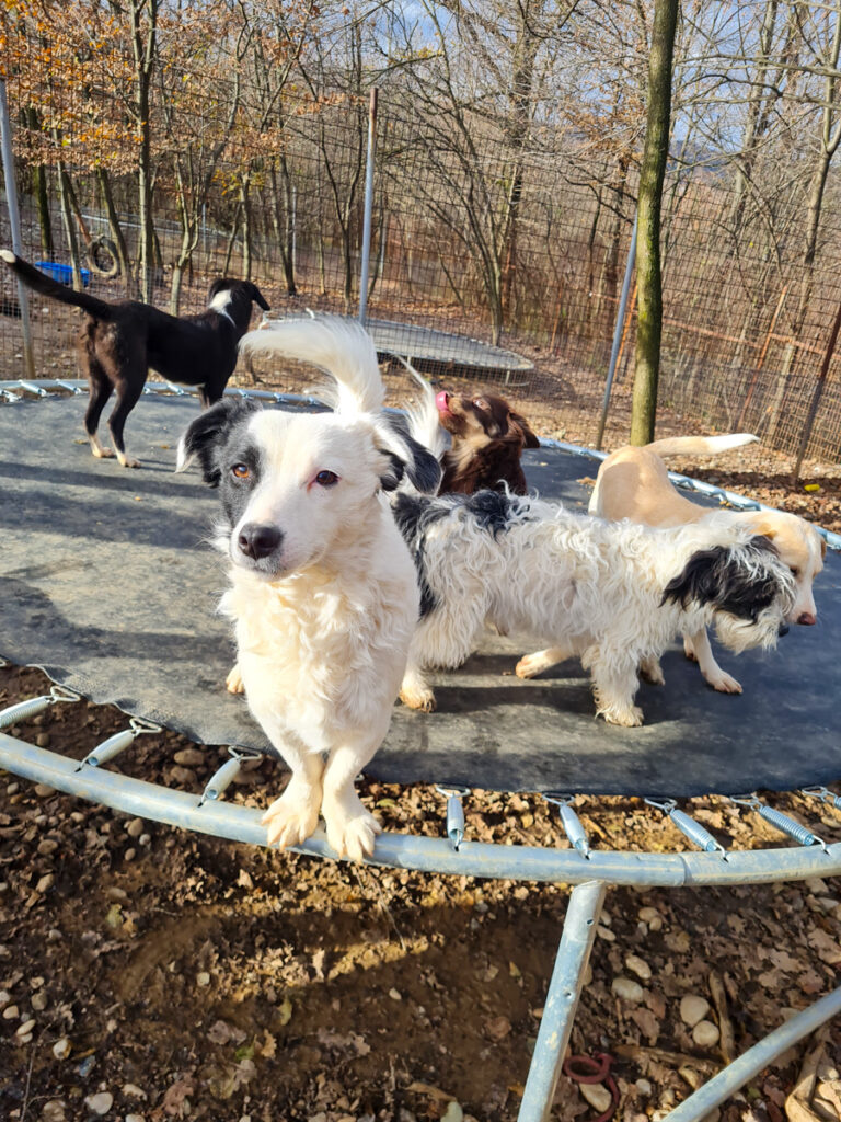 20251126-fotos-pupin-04