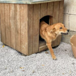 20250815-fotos-sena-03