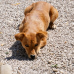 20250815-fotos-sena-10