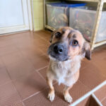 20251004-fotos-millie-1