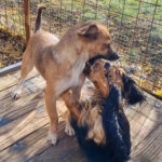 20251126-fotos-millie-05