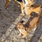 20251126-fotos-millie-07